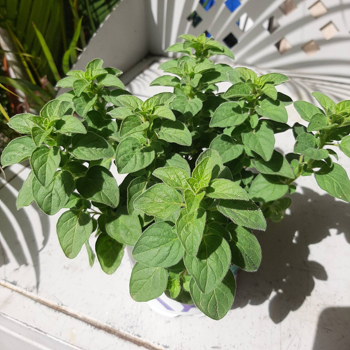 אזוב (eizov - Origanum-syriacum {Syrian oregano}; hyssop, Arabic: zaatar